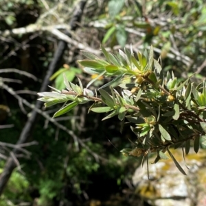 Leptospermum lanigerum at Namadgi National Park - 27 Nov 2023