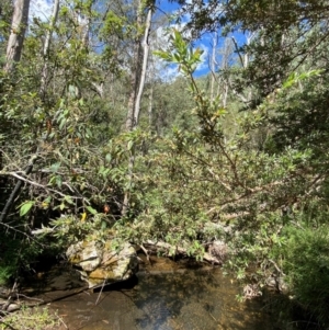 Leptospermum lanigerum at Namadgi National Park - 27 Nov 2023