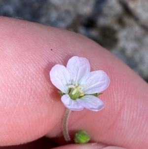 Geranium potentilloides var. potentilloides at Namadgi National Park - 27 Nov 2023