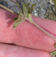 Geranium potentilloides var. potentilloides at Namadgi National Park - 27 Nov 2023