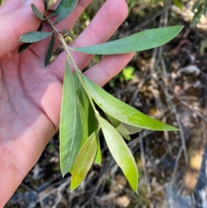 Callistemon pallidus at Namadgi National Park - 27 Nov 2023 03:01 PM