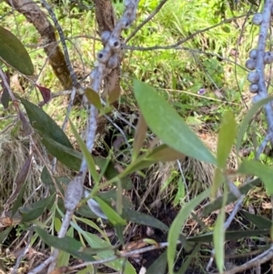 Callistemon pallidus at Namadgi National Park - 27 Nov 2023 03:01 PM