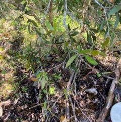 Callistemon pallidus at Namadgi National Park - 27 Nov 2023 03:01 PM