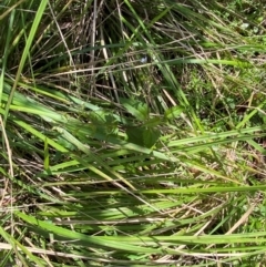 Veronica grosseserrata at Namadgi National Park - 27 Nov 2023