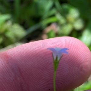 Wahlenbergia multicaulis at Namadgi National Park - 27 Nov 2023