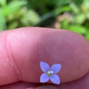 Wahlenbergia multicaulis at Namadgi National Park - 27 Nov 2023