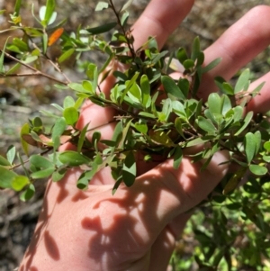 Leptospermum obovatum at Namadgi National Park - 27 Nov 2023