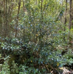 Hedycarya angustifolia at Namadgi National Park - 27 Nov 2023 02:15 PM