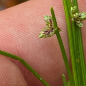 Isolepis inundata at Namadgi National Park - 27 Nov 2023