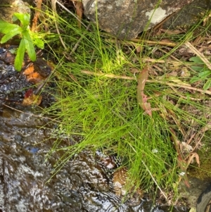 Isolepis inundata at Namadgi National Park - 27 Nov 2023