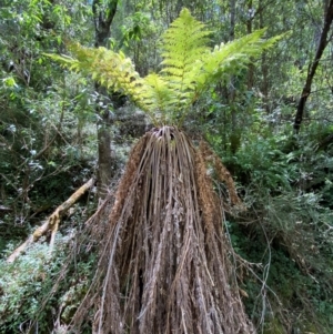 Dicksonia antarctica at Namadgi National Park - 27 Nov 2023