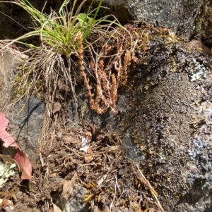Crassula sieberiana at Namadgi National Park - 27 Nov 2023