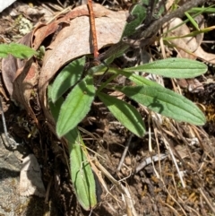 Cynoglossum australe (Australian Forget-me-not) at Namadgi National Park - 27 Nov 2023 by Tapirlord