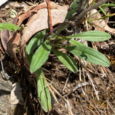 Cynoglossum australe (Australian Forget-me-not) at Namadgi National Park - 27 Nov 2023 by Tapirlord