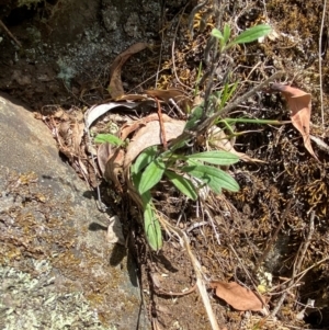 Cynoglossum australe at Namadgi National Park - 27 Nov 2023 02:10 PM