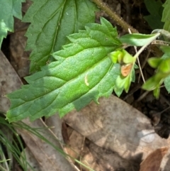 Veronica grosseserrata at Uriarra Village, ACT - 27 Nov 2023 02:07 PM