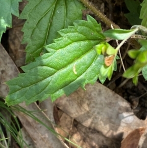 Veronica grosseserrata at Uriarra Village, ACT - 27 Nov 2023