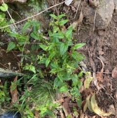 Veronica grosseserrata at Uriarra Village, ACT - 27 Nov 2023 02:07 PM