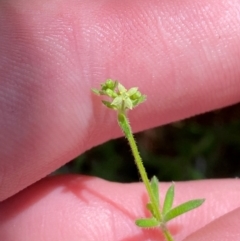 Galium gaudichaudii subsp. gaudichaudii (Rough Bedstraw) at Namadgi National Park - 27 Nov 2023 by Tapirlord