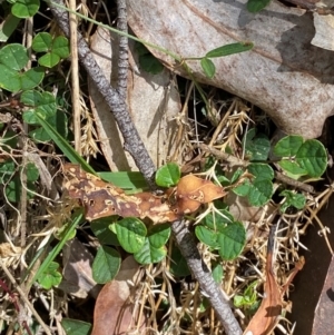 Pullenia gunnii at Namadgi National Park - 27 Nov 2023