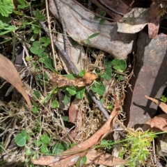 Pullenia gunnii at Namadgi National Park - 27 Nov 2023