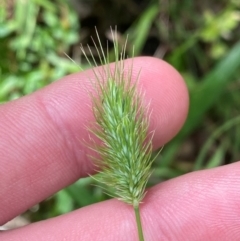 Echinopogon ovatus (Forest Hedgehog Grass) at Namadgi National Park - 27 Nov 2023 by Tapirlord