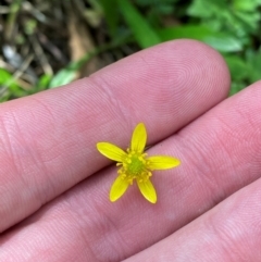 Ranunculus plebeius (Forest Buttercup) at Namadgi National Park - 27 Nov 2023 by Tapirlord