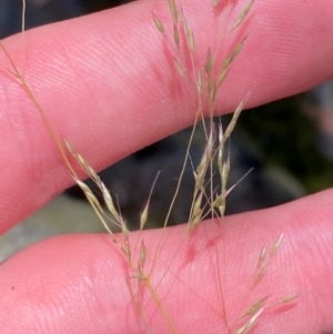 Lachnagrostis filiformis at Namadgi National Park - 27 Nov 2023