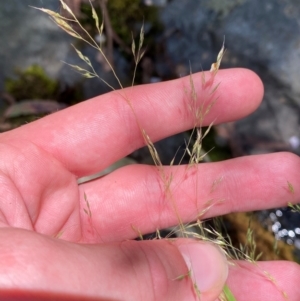 Lachnagrostis filiformis at Namadgi National Park - 27 Nov 2023