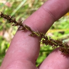 Carex appressa (Tall Sedge) at Namadgi National Park - 27 Nov 2023 by Tapirlord