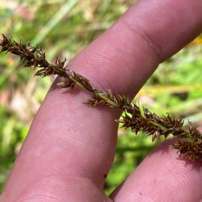 Carex appressa (Tall Sedge) at Namadgi National Park - 27 Nov 2023 by Tapirlord