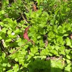 Gratiola peruviana at Namadgi National Park - 27 Nov 2023