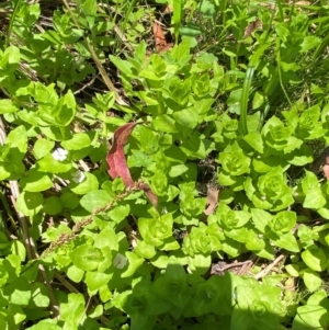 Gratiola peruviana at Namadgi National Park - 27 Nov 2023