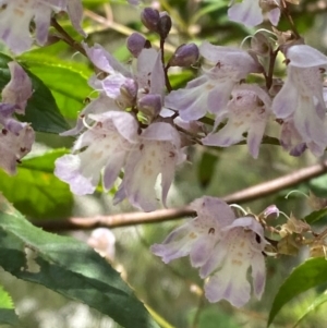 Prostanthera lasianthos at Lower Cotter Catchment - 27 Nov 2023