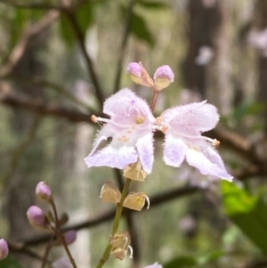 Prostanthera lasianthos at Lower Cotter Catchment - 27 Nov 2023