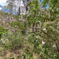 Prostanthera lasianthos at Lower Cotter Catchment - 27 Nov 2023