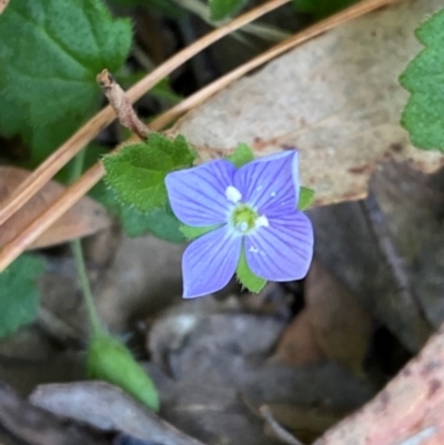 Veronica calycina (Hairy Speedwell) at Lower Cotter Catchment - 27 Nov 2023 by Tapirlord