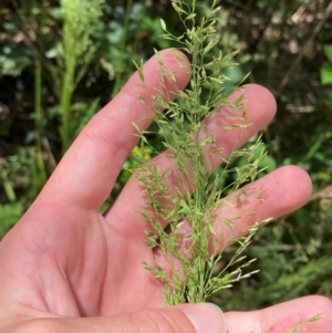 Poa helmsii at Lower Cotter Catchment - 27 Nov 2023 12:15 PM