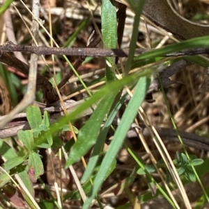 Wahlenbergia multicaulis at Lower Cotter Catchment - 27 Nov 2023