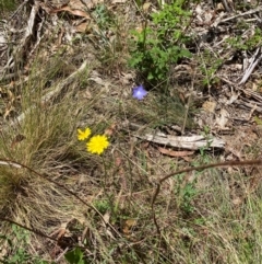 Wahlenbergia multicaulis at Lower Cotter Catchment - 27 Nov 2023