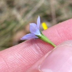 Wahlenbergia multicaulis at Lower Cotter Catchment - 27 Nov 2023