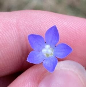 Wahlenbergia multicaulis at Lower Cotter Catchment - 27 Nov 2023