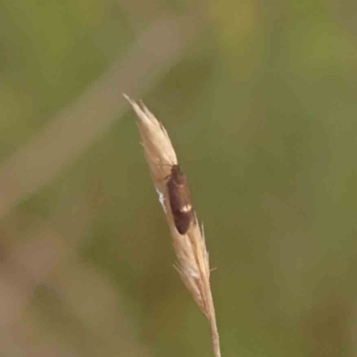 Leistomorpha brontoscopa (A concealer moth) at Bruce Ridge to Gossan Hill - 26 Sep 2023 by ConBoekel