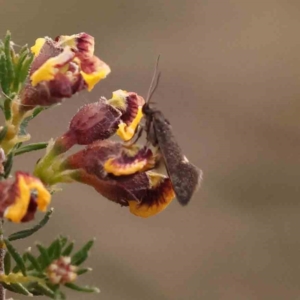 Leistomorpha brontoscopa at Bruce Ridge - 26 Sep 2023