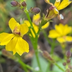 Goodenia paniculata (Branched Goodenia) at Bendoura, NSW - 1 Jan 2024 by JaneR