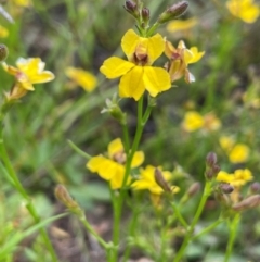 Goodenia paniculata at QPRC LGA - 1 Jan 2024 02:38 PM