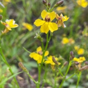 Goodenia paniculata at QPRC LGA - 1 Jan 2024 02:38 PM