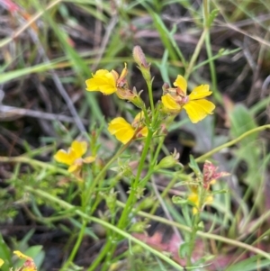 Goodenia paniculata at QPRC LGA - 1 Jan 2024 02:38 PM