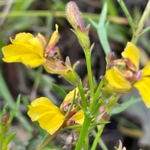 Goodenia paniculata at QPRC LGA - 1 Jan 2024