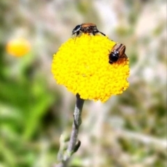 Phyllotocus sp. (genus) (Nectar scarab) at Kosciuszko National Park - 30 Dec 2023 by mahargiani